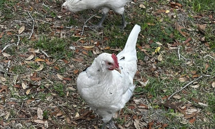 Complete Care Guide for Austra White Chickens
