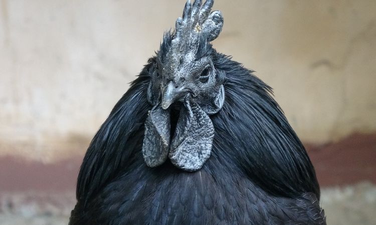 ayam cemani