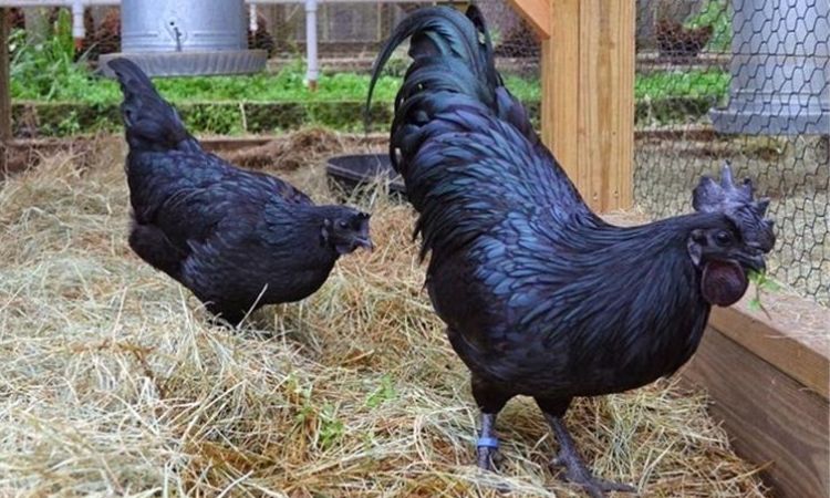 Diet and Nutrition for Optimum Health