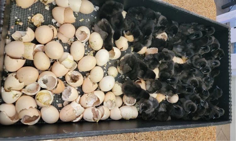 ayam cemani eggs