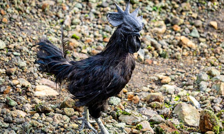 Ayam Cemani