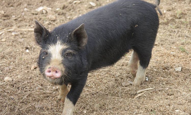 berkshire pig origin