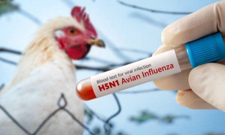 Highly Pathogenic Avian Influenza (HPAI) Signs