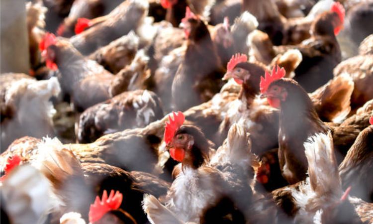 Low Pathogenic Avian Influenza (LPAI) Signs