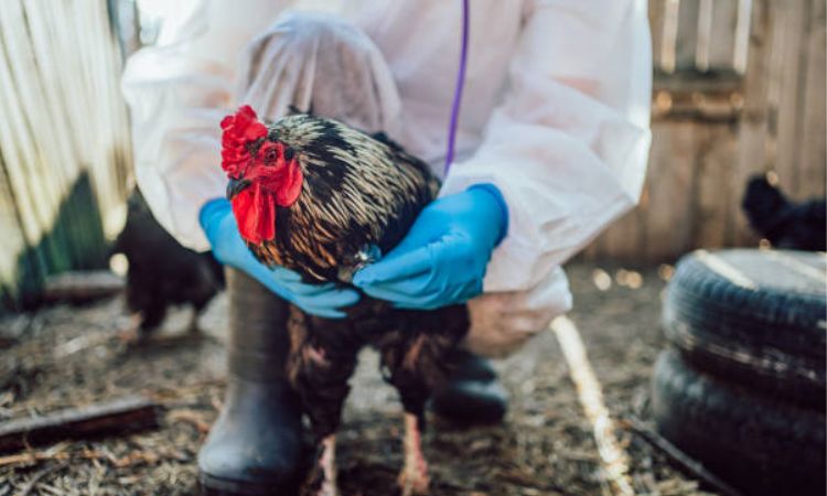 What to Do If You Suspect Bird Flu