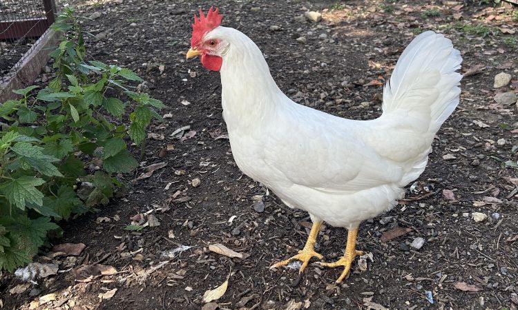 Care and Management Requirements