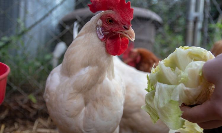 california white chicken