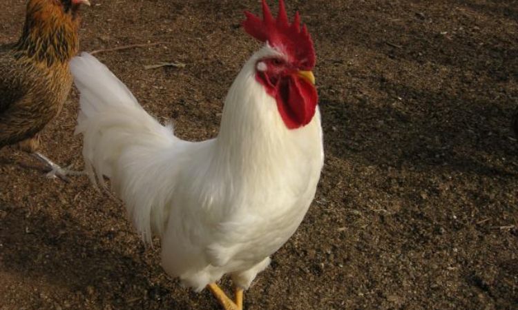 California White Chicken