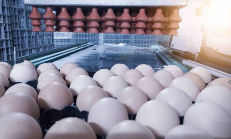 When to Candle Eggs: Incubation vs. Edibility