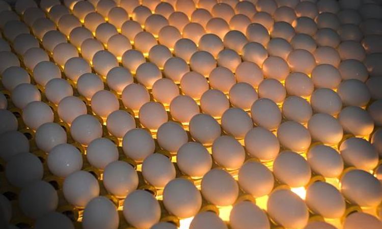 chicken egg candling day 1-21