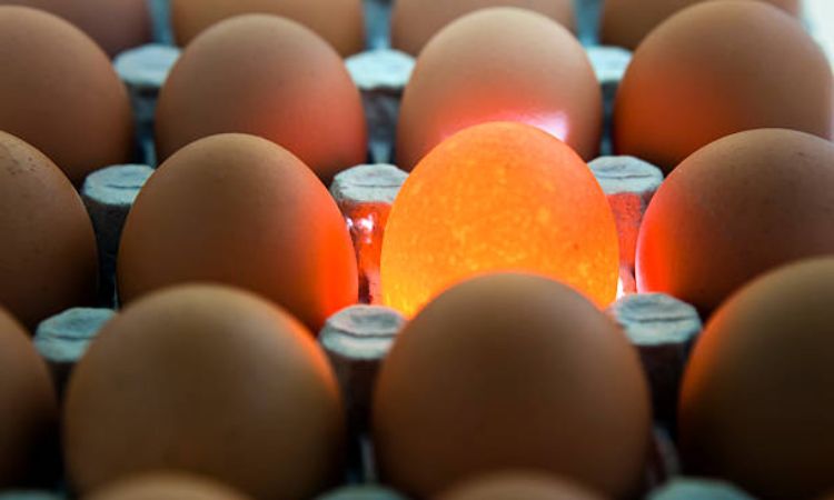 bad egg candling chart