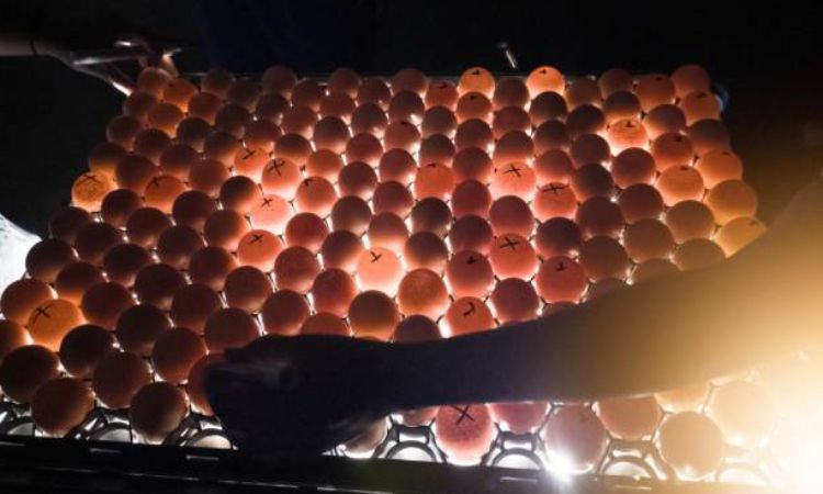 Chicken Egg Candling