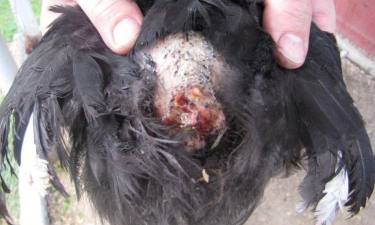 chicken preen gland infection