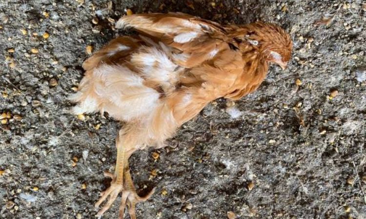 Symptoms of Coccidiosis