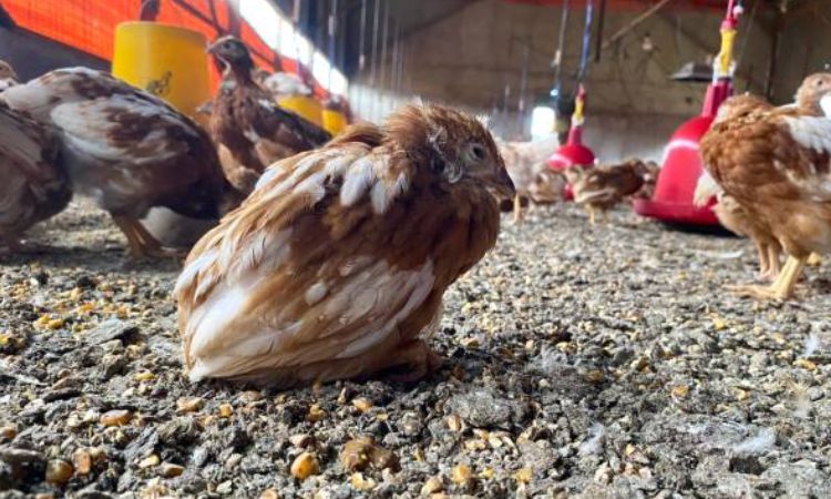 Prevention Strategies for Coccidiosis