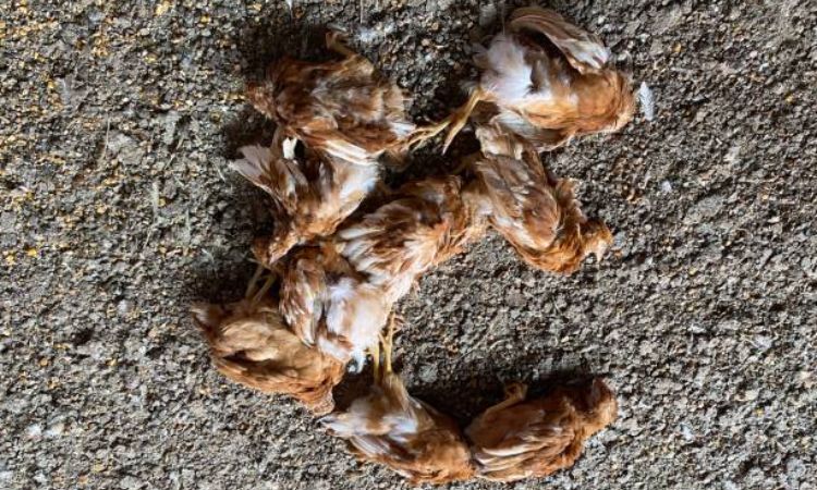 How Long Chickens Can Survive with Coccidiosis