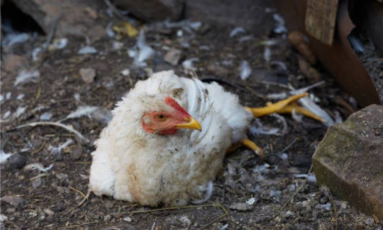 Causes of Coccidiosis in Chickens