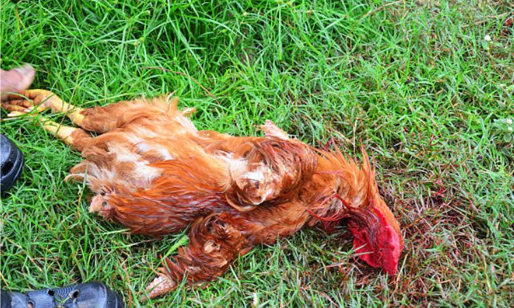 Can You Safely Eat a Chicken That Died Naturally