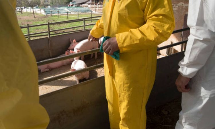 disinfectant spray for piggery
