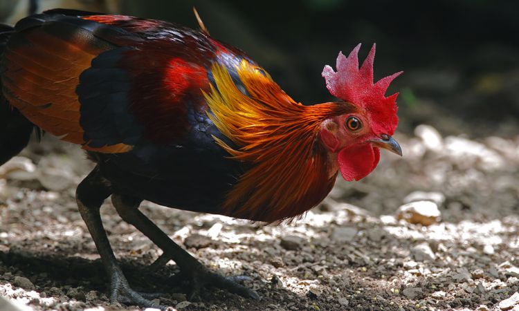 Red Junglefowl