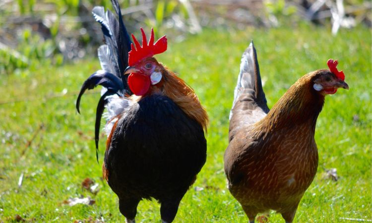 gallus gallus domesticus vs gallus gallus