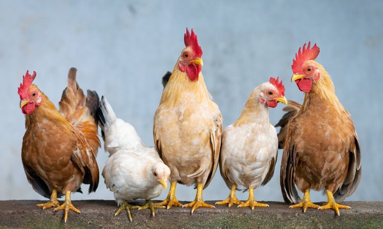 gallus gallus domesticus description