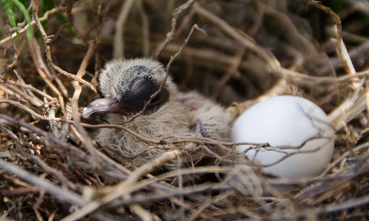 How Long Do Doves Sit on Their Eggs?