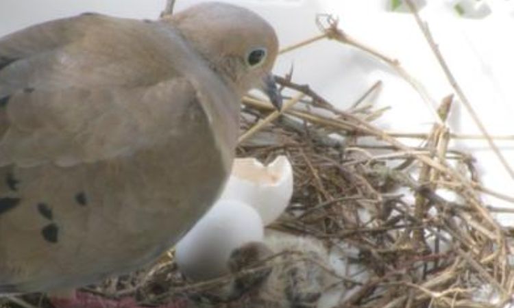 How Often Do Doves Lay Eggs?