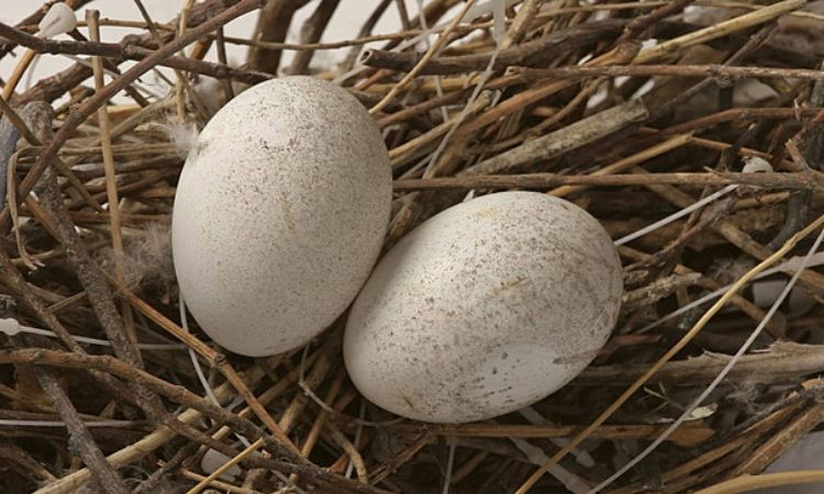Dove Egg Mystery Solved