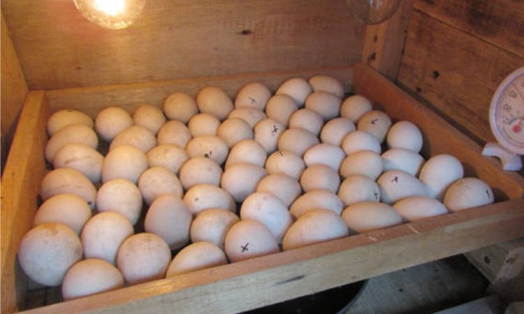 Incubate duck eggs