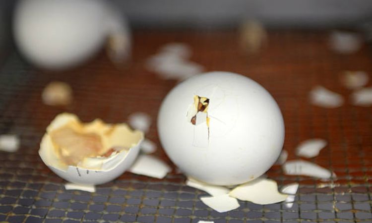 duck egg development day by day