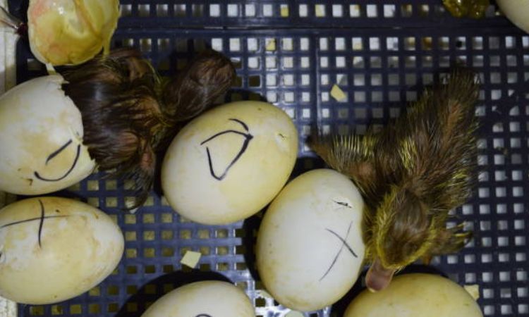 duck egg candling chart