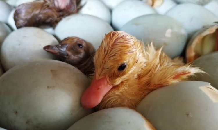 how long does it take for duck eggs to hatch naturally