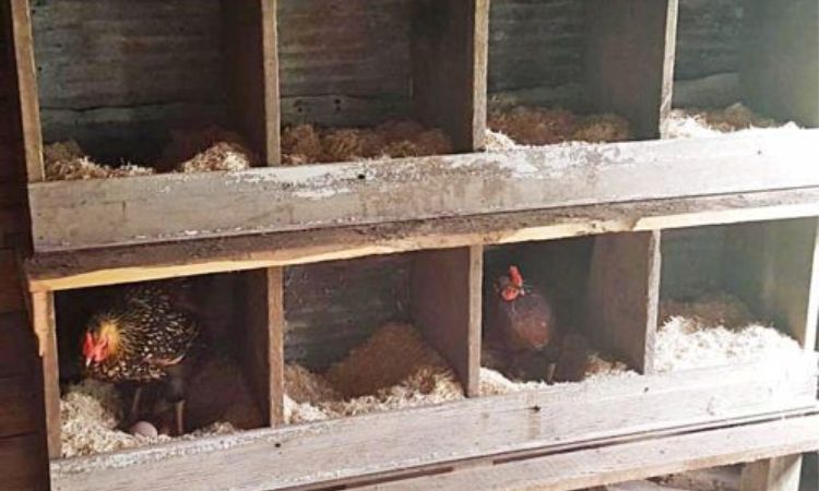 wooden chicken nesting boxes