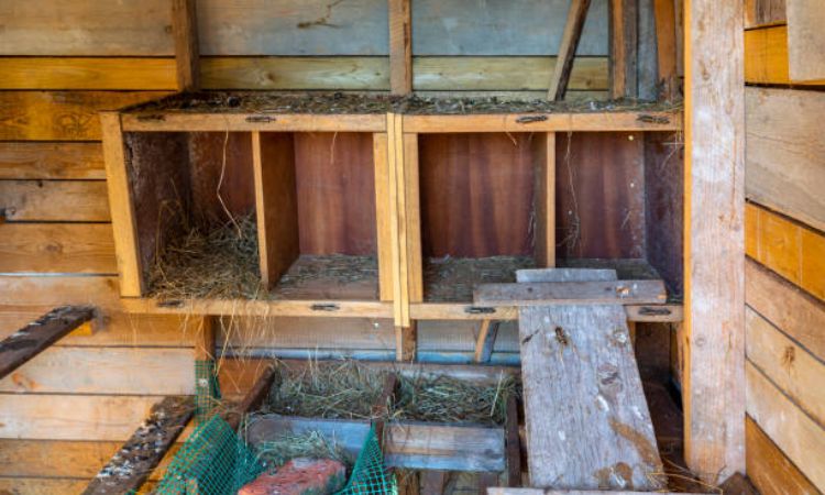 chicken nesting boxes ideas