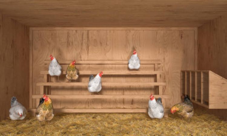 nesting boxes for chickens dimensions