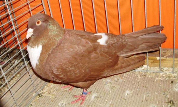 Proper Care for French Pigeons