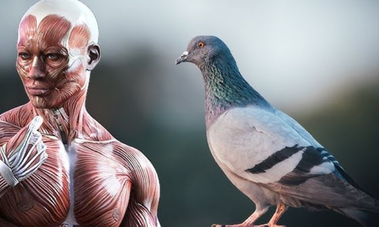 Nutritional Benefits of Eating Pigeon