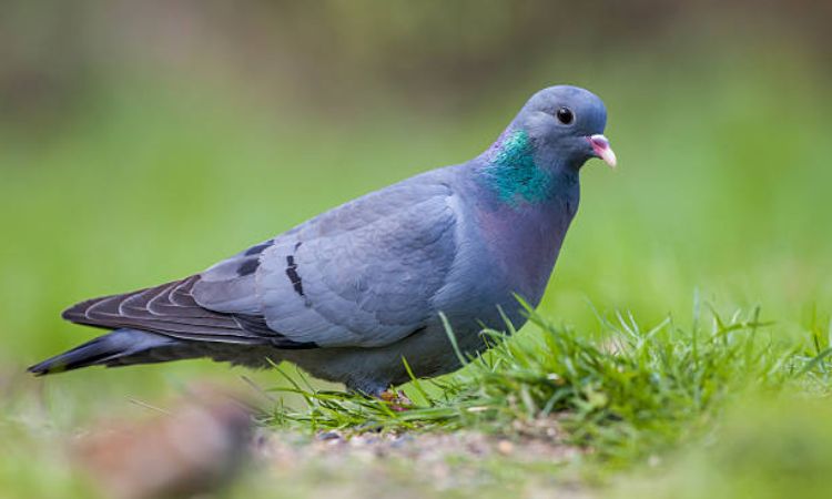 French pigeon