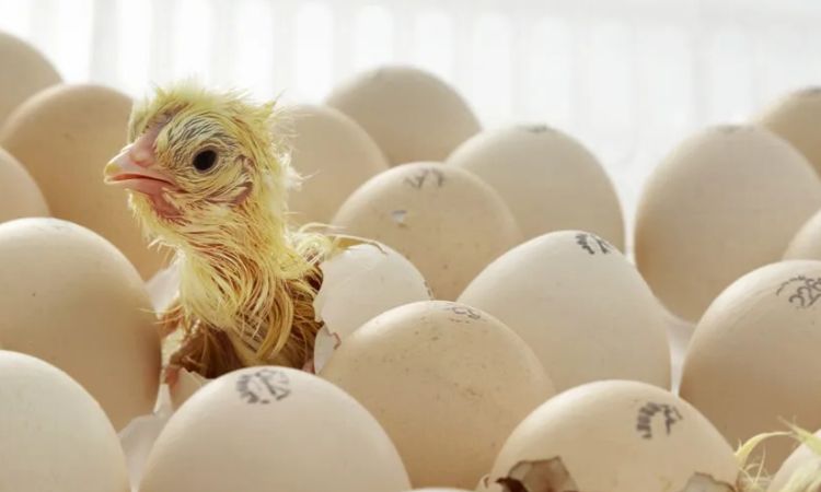 how to hatch an egg without an incubator or hen