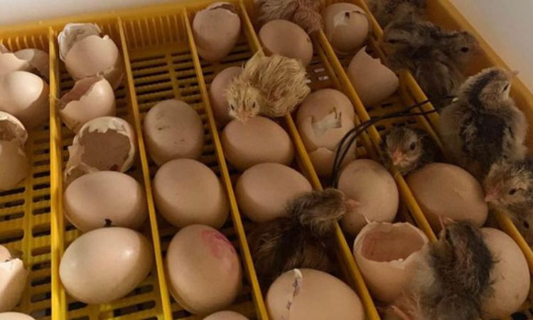 Tips and Precautions