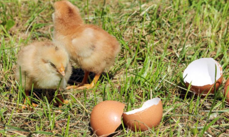 How to hatch an egg without an incubator or hen