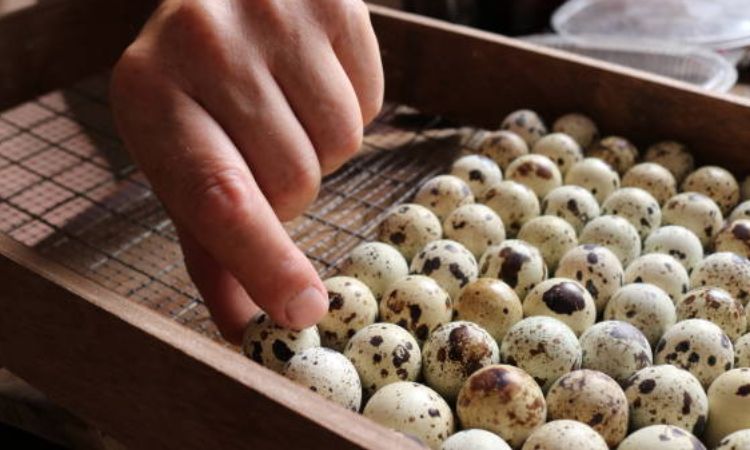 Incubation and Turning (Days 1–14)