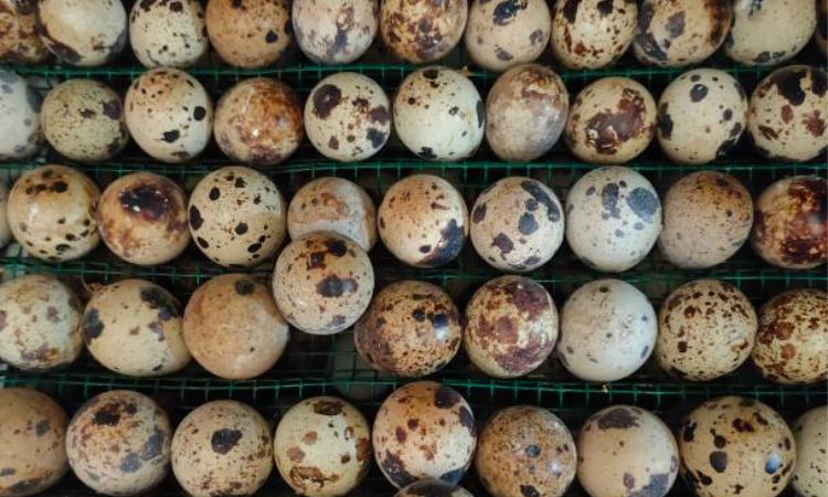 Lockdown (Day 15 to Hatch)