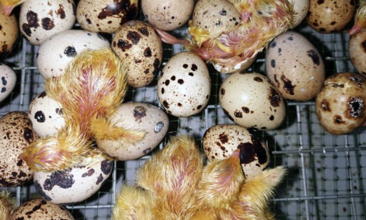 The Hatching Window (Days 16–20)