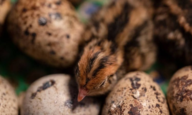How Long Do Quail Eggs Take to Hatch