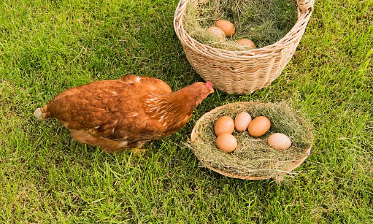 how many eggs does a hen lay per day