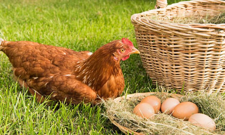 Essential Factors Influencing Egg Production