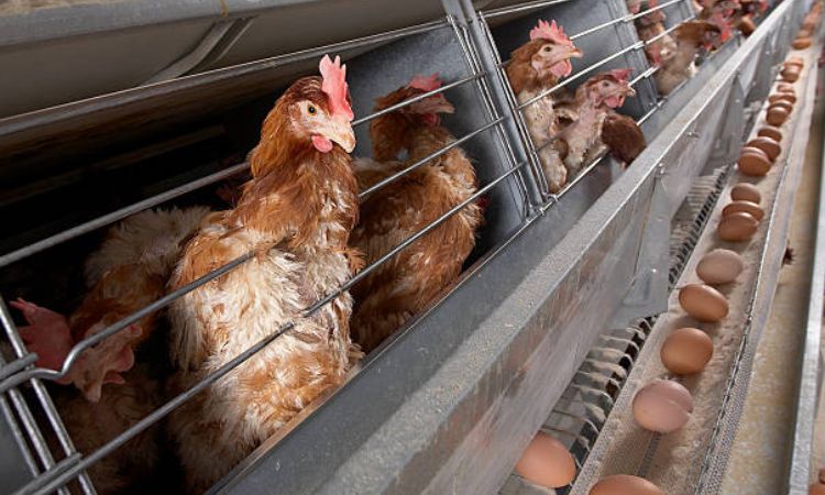 How Many Eggs Does a Chicken Really Lay? 