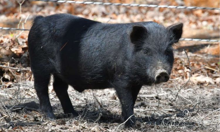 large black pig extinct